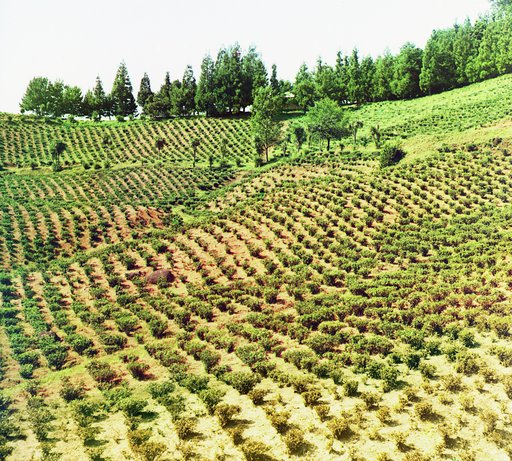 Chaĭnyi︠a︡ plantat︠s︡īi︠a︡. [Chakva