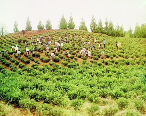 Sbor chai︠a︡. Gruppa grechanok. Kavkaz. [Chakva