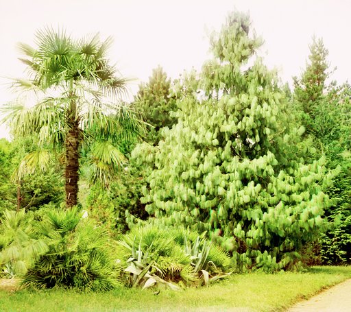 Pinus Excelsa. Hamerops excelsus v Botanicheskom sadu v Sukhumi︠e︡