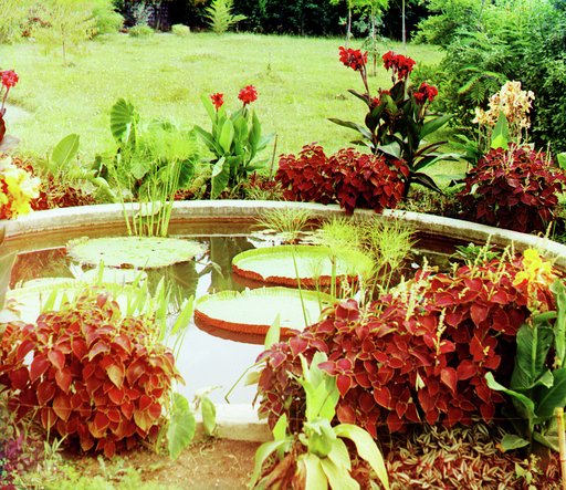 Victoria regia. Pervyĭ raz v Evropi︠e︡ vyvedena na vozdukhi︠e︡. Posazhena v ii︠u︡ni︠e︡ 1912 g. Botanich. sad v Sukhumi︠e︡