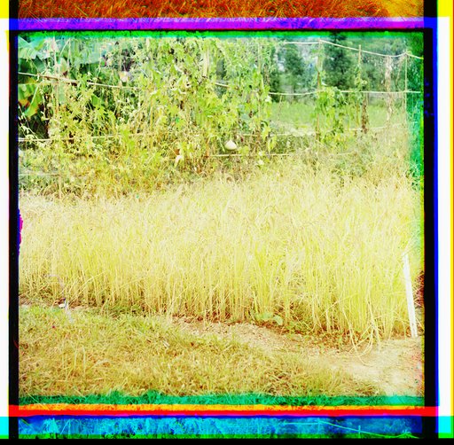Ris. V Botanicheskom sadu v Sukhumi︠e︡