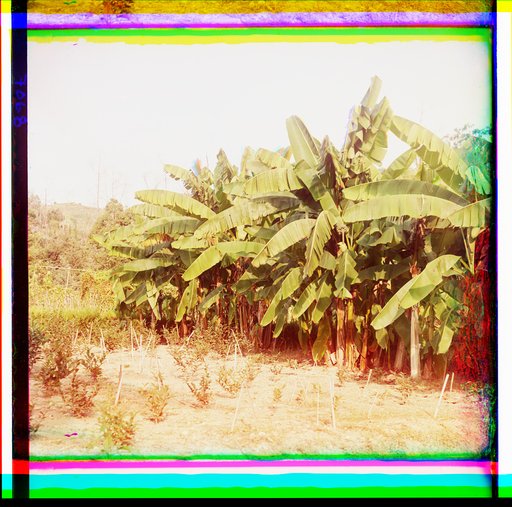 Banany. V Botanicheskom sadu v Sukhumi︠e︡