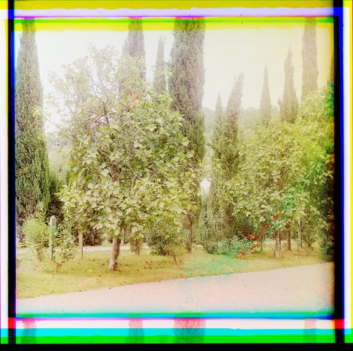 Inzhir (figovoe derevo). V Botanicheskom sadu v Sukhumi︠e︡