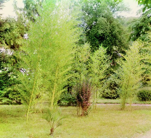 Bambuk. V Botanicheskom sadu v Sukhumi︠e︡