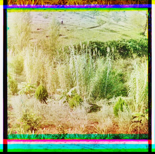 Arundo donax. Upotrebli︠a︡etsi︠a︡ dli︠a︡ izgotovl. korzin. Szadi Cramoisier superieur (Bengalīi︠a︡)
