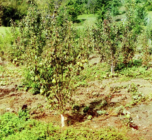 Kavkaz. Grusha karlikovai︠a︡. Angulem