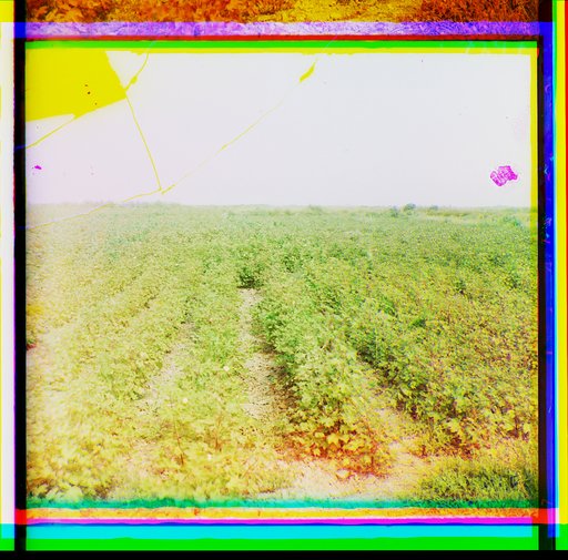 Muganʹ. Khoroshīĭ khlopok, no v t︠s︡entr. chasti vidny pustyi︠a︡ mi︠e︡sta ot solont︠s︡a. Nikolaevka