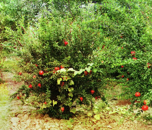 Mugan. Nikolaevka. In the garden of a settler. Pomegranates