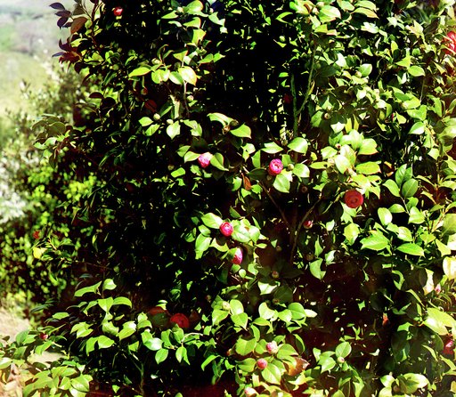 Cape Zelenyi in Batum. In Baratov's garden. Study