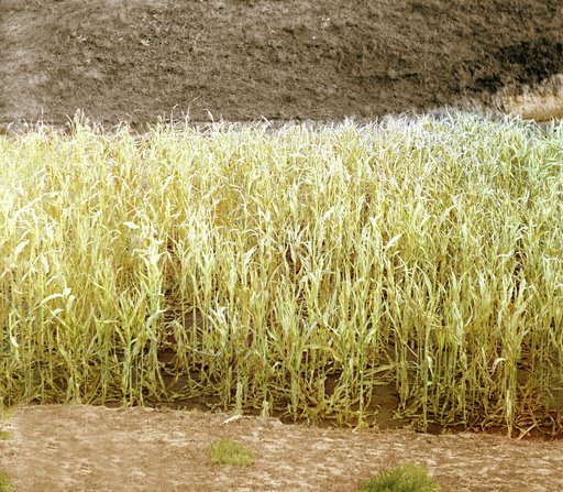 Dzhugara (okolo Samarkanda)