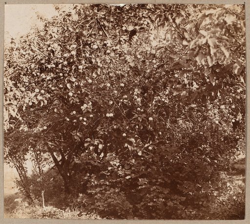 I︠A︡bloni︠a︡ s plodami. Kostroma. Ipatʹevskīĭ monastyrʹ