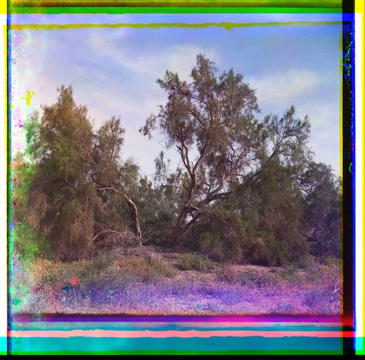 Trees