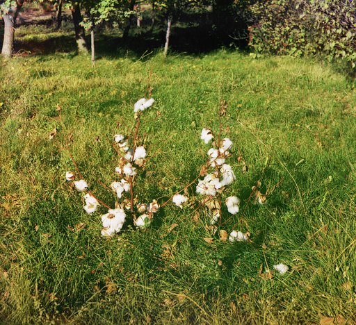 Cotton in the Murgab Estate