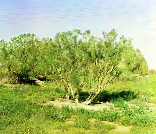 Trees