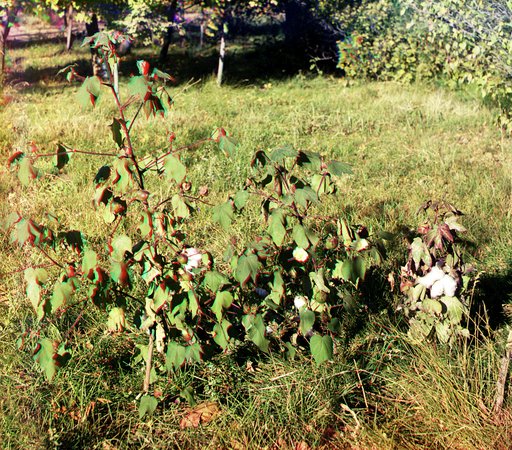 Cotton in bloom in the Murgab Estate