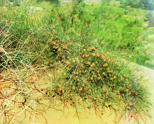 Calligonum with fruits, possibly near Repetek station, Turkmenistan