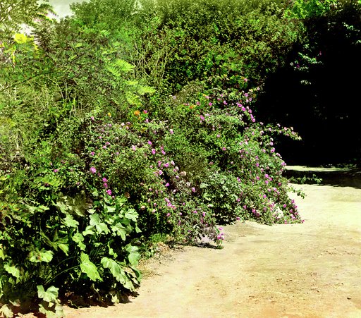 Rosebushes