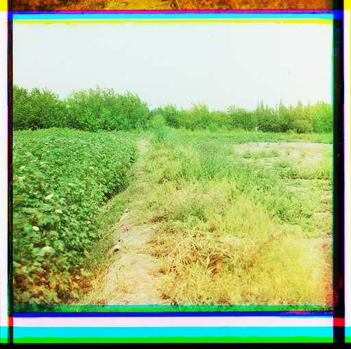 Cotton field, probably Golodonaia Steppe or Mugan Steppe