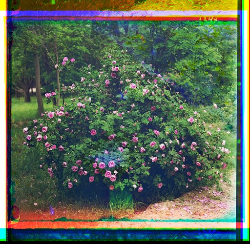Roses