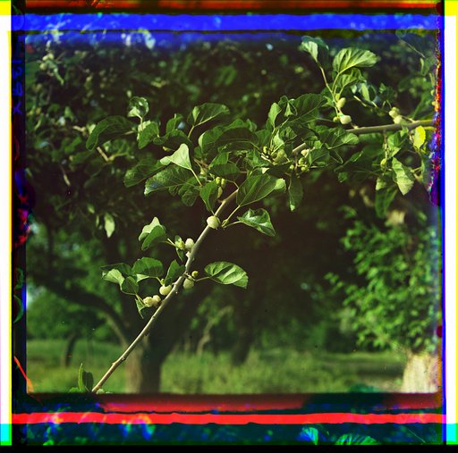 Mulberries, Bairam-Ali area