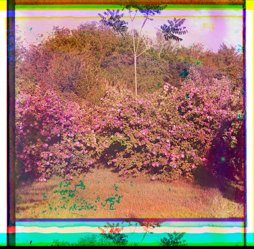 Flowering bushes