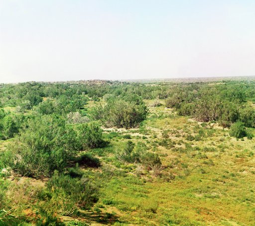 Expanse of land covered with shrubs