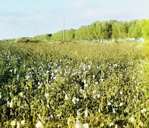 Cotton in the Murgab Estate