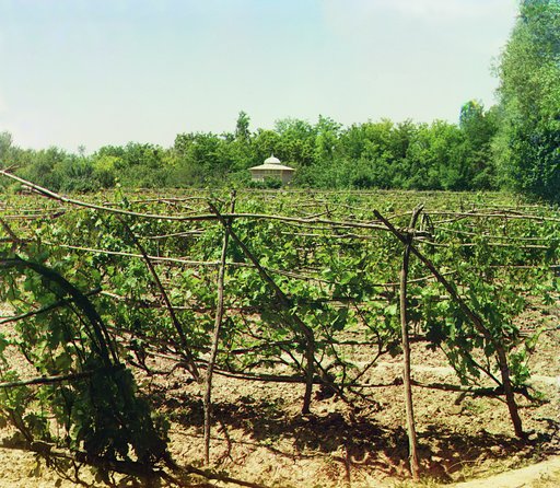 Vineyards and gazebo