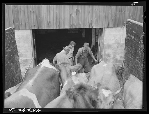 Mr. Warren Loadwick and truckmen moving some of Mr. Loadwick's cows from his farm which is in the Army camp area. With the help of the New York Defense Relocation Corps, he is moving to farm near Copenhagen, New York