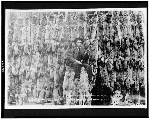 Coyotes caught by Ranger McEntire of Malheur National Forest, Winter 1912 & 1913
