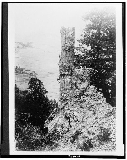 Yellowstone National Park. Fossel [sic] Forest showing Fossel [sic] Pine, Specimin[?] Ridge