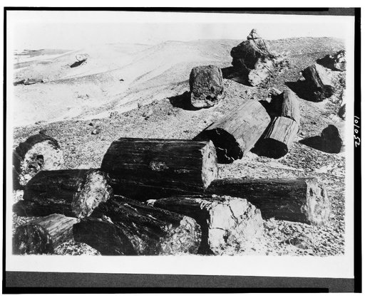 Yellowstone National Park--fossel [sic] logs in petrified state, Apache County, Arizona