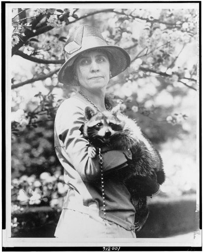 Mrs. Calvin Coolidge, half-length portrait, standing, facing front, holding her pet raccoon Rebecca
