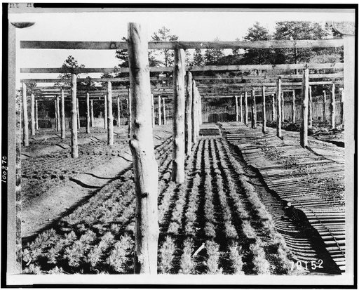 Bed of one-year-old yellow pine trees, Mount Herman Nursery, Pike National Forest, El Paso County, Colorado