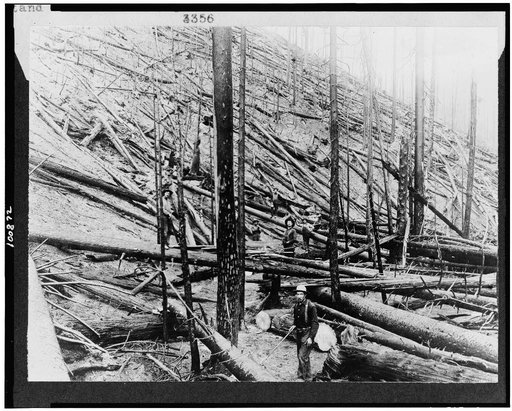 Result of hurricane and fire in a heavy stand of Idaho white pine on Little North fork of St. Joe River, Coeur d'Alene, Idaho