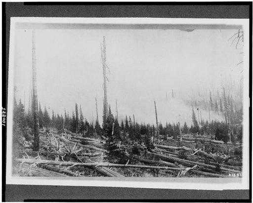 Forest burning, Wallowa National Forest, Wallowa County, Oregon