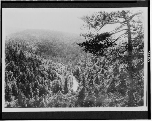 Mt. Mitchell Reservation, N.C. Bynums Bluff