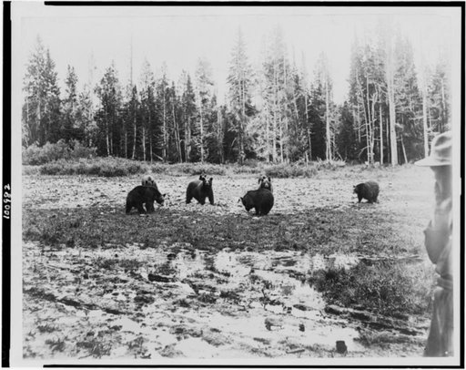 Eight bears near the Lake Hotel, Yellowstone National Park, reached by the Northern Pacific Railway via Gardiner Gateway