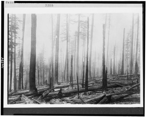 Oregon National Forest.  Effect of fire on an old burn. Before fire there was a dense cover of green brush. Previous fire was about ten years before