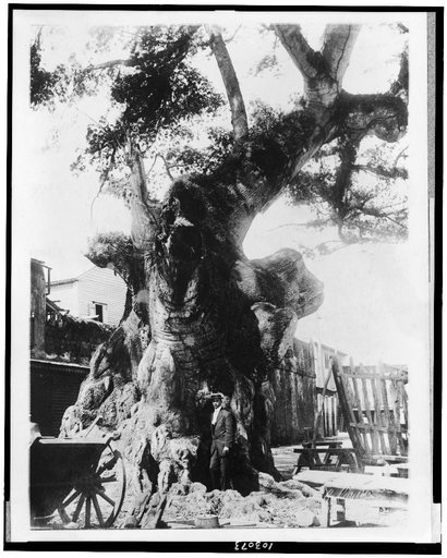 The Famous Columbus tree at Santo Domingo, Dominican Republic. It was to this tree that Columbus is said to have moored his caravel when he landed on American soil