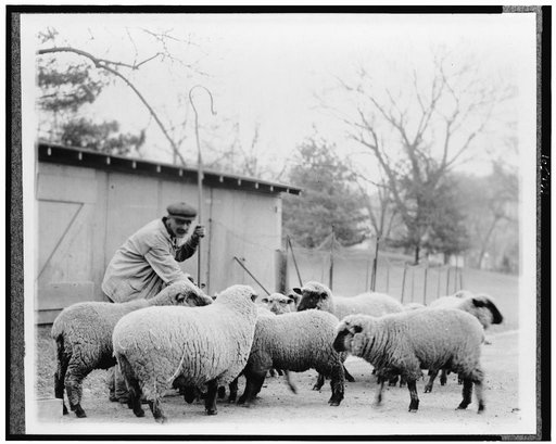 Man with White House sheep