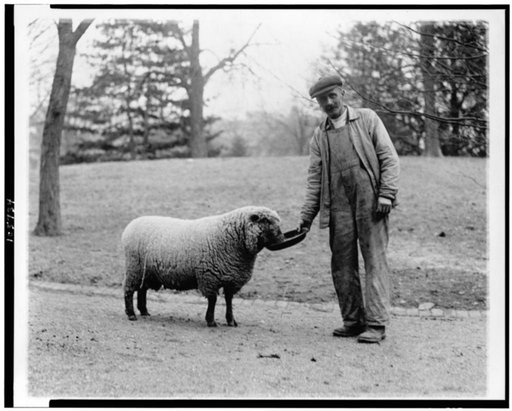 Man with a White House sheep