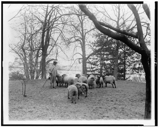 Man with sheep on White House lawn