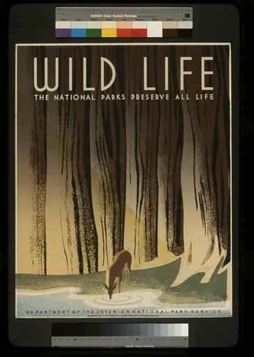 Wild life The national parks preserve all life.