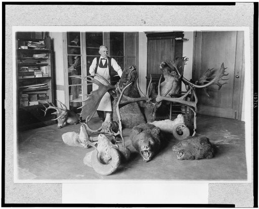 Joseph W. Schollick, osteologist at the National Museum, with animal heads