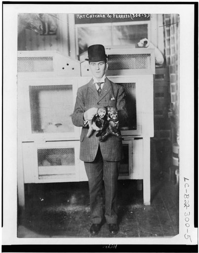 Rat catcher & ferrets