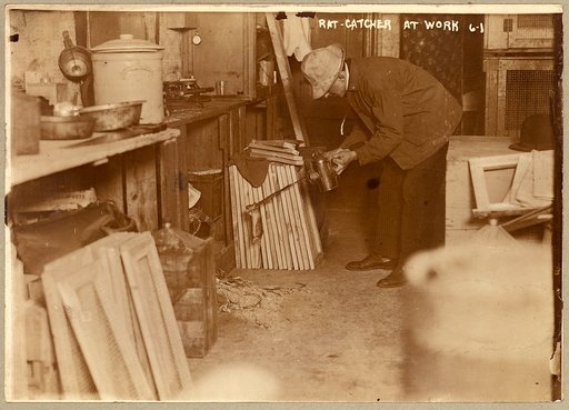 Rat-catcher at work