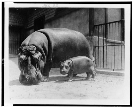 An adult and baby hippopotamus at the National Zoo, Washington, D.C.