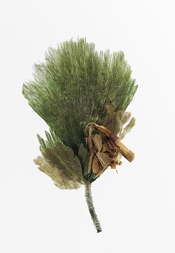 Boutonnière