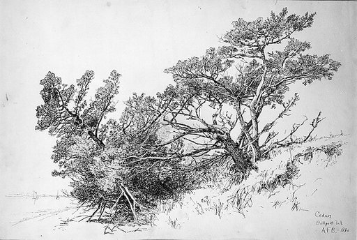 Cedars, Bellport, Long Island